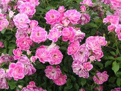 �u�����A���g�E�s���N�E�A�C�X�o�[�O