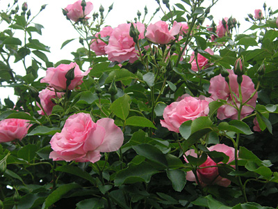 ���[�[���h���t�E�V���p���[�X�z�b�v