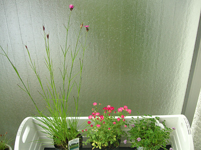 �����o�����Ŕ������A��