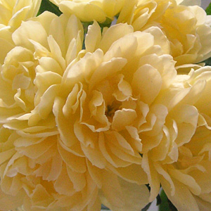 �����b�R�E�o��