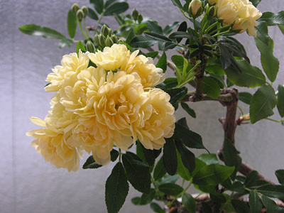 �����b�R�E�o��