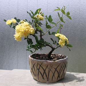 �����b�R�E�o��