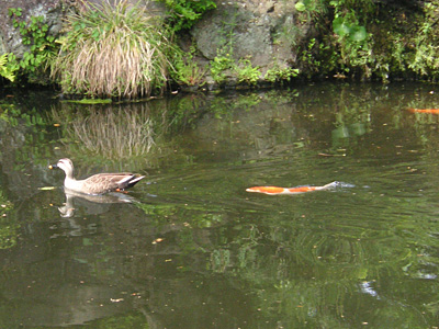 �q���i�K�j�V�L�S�C