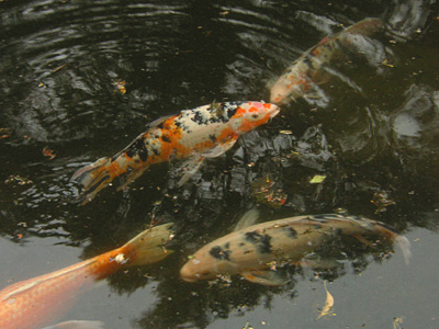 �q���i�K�j�V�L�S�C