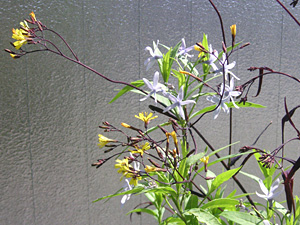 �N���j�K�i