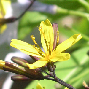 �N���j�K�i