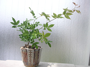 �����b�R�E�o��