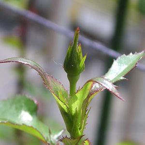 ビンゴメイディランド