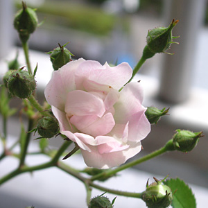 �����Q���[�Y