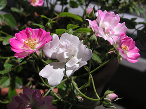 �����Q���[�Y