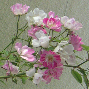 �����Q���[�Y