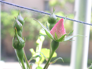 �r���S�E���C�f�B�����h