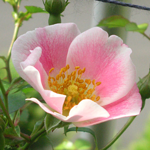 �r���S���C�f�B�����h