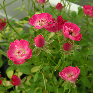 �L���[�s�b�h