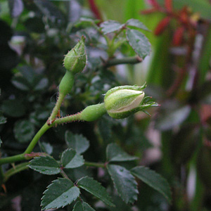 ���v���o��