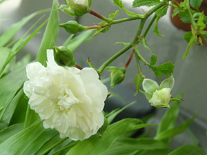 �X�m�[�V�����[