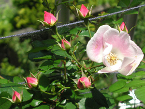 �r���S���C�f�B�����h