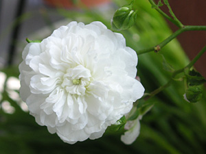 �X�m�[�V�����[