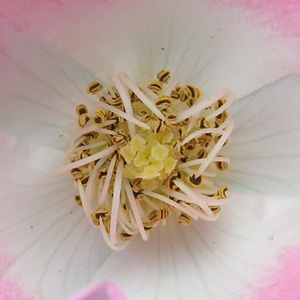 �r���S���C�f�B�����h