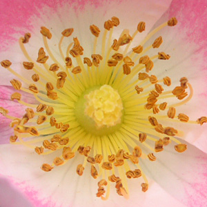 �r���S���C�f�B�����h