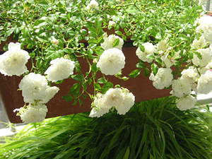 �X�m�[�V�����[