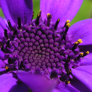 �T�C�l���A