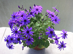 �T�C�l���A