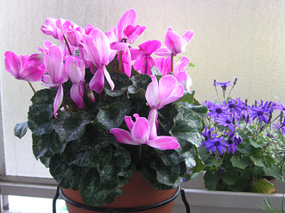 �V�N������