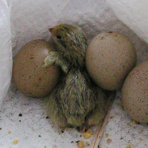 �q���E�Y���̃q�i