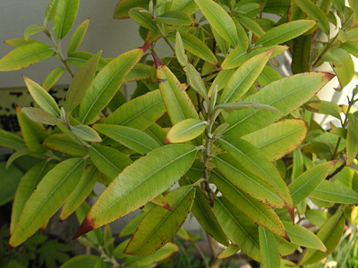 ���[�J��