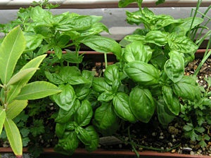 ハーブのプランター