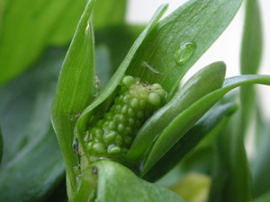 チャボシライトソウ