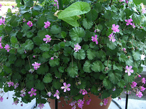 ヒメフウロソウ