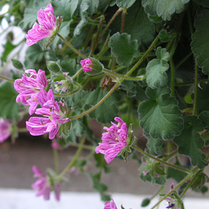 ヒメフウロソウ