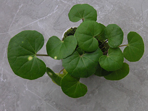 ホタルツワブキ