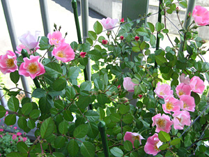 ビンゴメイディランド