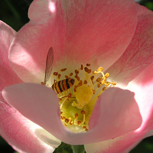 ホソヒラタアブ