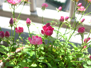 ミニバラ・キューピッド