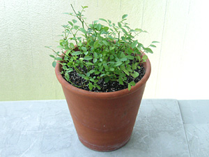 ミニバラ・キューピッド