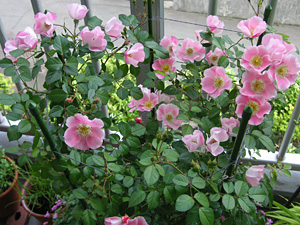 ビンゴメイディランド