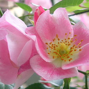 ビンゴメイディランド