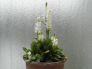 済州島チャボシライトソウ