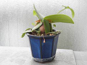 マユハケオモト