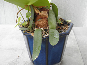 マユハケオモト