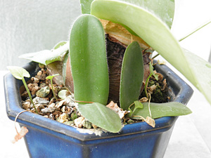 マユハケオモト