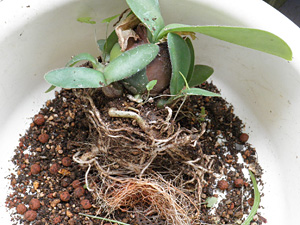 マユハケオモトの植え替え