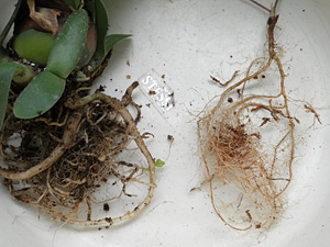 マユハケオモトの植え替え