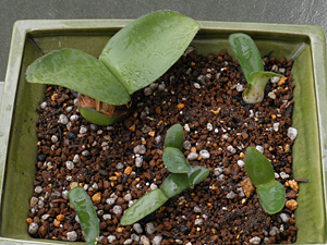 マユハケオモトの植え替え