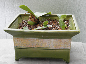 マユハケオモトの植え替え