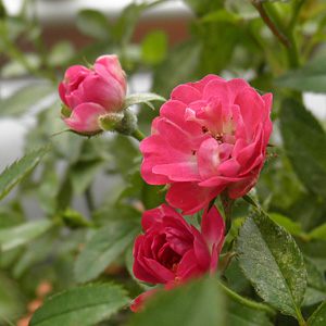 ミニバラ･キューピッド